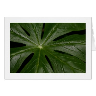 Mayapple Cards by alberthartley