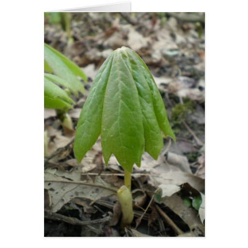 Mayapple Wildflower Unfurling Card