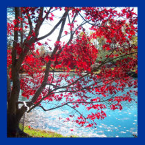 Maymont Gardens Red Maple Tree Virginia Poster Art posters