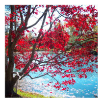 Maymont Gardens Red Maple Tree Virginia Poster Art posters