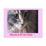 Maynard's Postcard