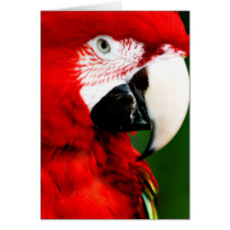 Mc Caw Note card by gwendrop Mc Caw Note card