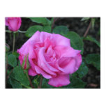 McCartney Hybrid Tea Rose 168 McCartney Hybrid Tea Rose 168