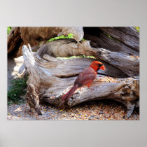 McDiDi Bird Feeder Posters