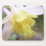 McKana Columbine (Aquilegia) Alfombrilla De Ratones