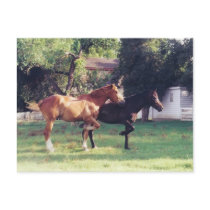 ME & MY SHADOW -postcard by Horseshoes3 ME & MY SHADOW -postcard