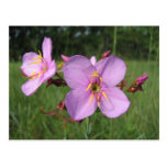 Meadow Beauty Postcard