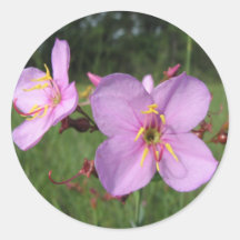 Meadow Beauty Sticker