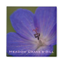 Meadow Crane's-Bill Magnet