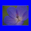 Meadow Crane's-Bill Postcard