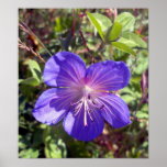 Meadow Cranesbill 1 Poster