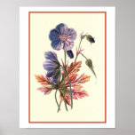 "Meadow Cranesbill" Botanical Illustration Posters