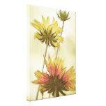 Meadow Fantasy - Gaillardia Gallery Wrapped Canvas