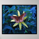 Meadow Fritillary Poster