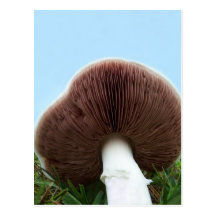 Meadow Mushroom Postcards