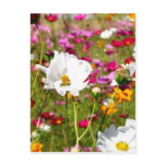Meadow of Flowers Post Cards