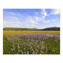 Meadow of penstemon wildflowers in the photo print