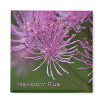 Meadow Rue Magnet