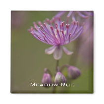 Meadow Rue Magnet