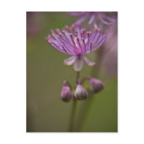 Meadow Rue Postcard