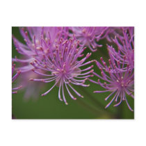 Meadow Rue Postcard