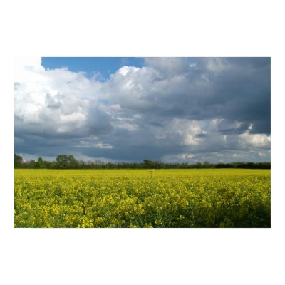meadow scene print by mrpsiquedelico