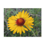 Meadow Wildflower Postcard Meadow Wildflower Postcard