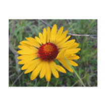 Meadow Wildflower Postcard postcards
