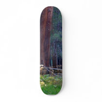 Meadows Lightrays Beams Forests Trees skateboards