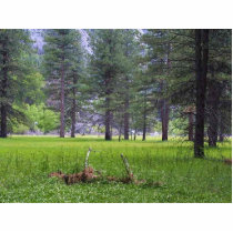 Meadows Trees Grasses Pines Photo Sculpture