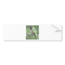 Mean Eye Bumper Sticker
