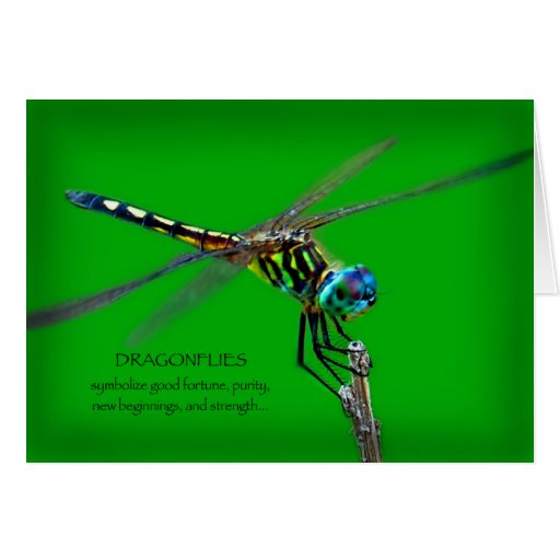 Meaning Of Dragonflies Card Zazzle