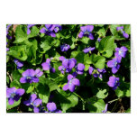Meaning of Violets note cards