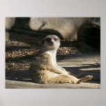 Mear Meerkat Posters