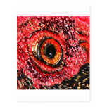 MeatEye postcards