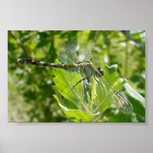 Mebourne Dragonfly Print