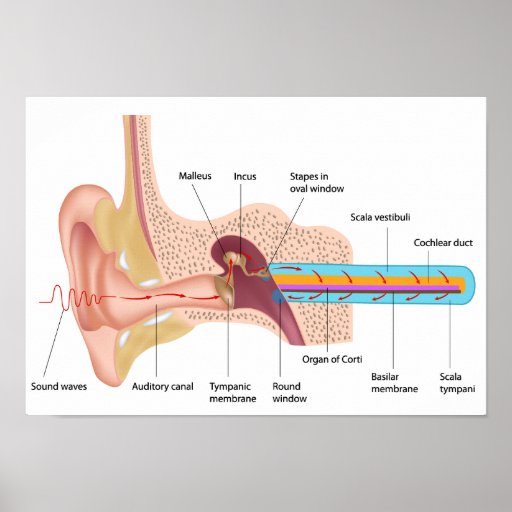 mechanism of hearing physiology