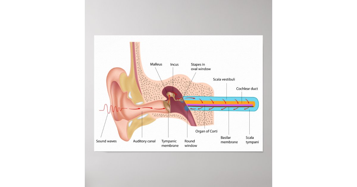 mechanism of hearing and balance pdf