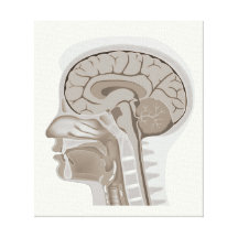 Median section of human head Stretched Canvas Gallery Wrap Canvas