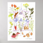 Medicinal Herb Garlic Echinacea Ginger Posters