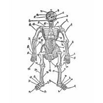 medieval anatomy t-shirts