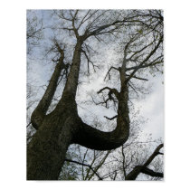 Medieval Oak Archival Print