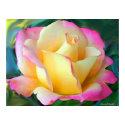 Meditation On A Rose posters by MovingLight Meditation On A Rose posters