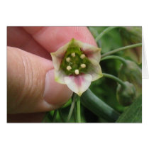 Mediterranean Bells Card