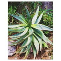 Mediterranean Cactus growing along Italian coast flyers by foreverspring Mediterranean Cactus growing along Italian coast flyers