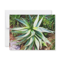 Mediterranean Cactus growing along Italian coast invitations by foreverspring Mediterranean Cactus growing along Italian coast invitations