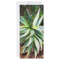Mediterranean Cactus growing along  Italian coast rack cards