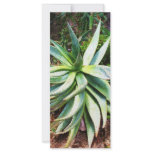 Mediterranean Cactus growing along  Italian coast rack cards