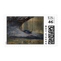 Medium Size Turtle Postage postage