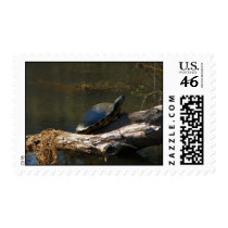 Medium Size Turtle Postage postage